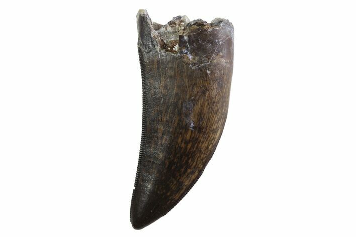 Serrated, Tyrannosaur Tooth - Judith River Formation, Montana #93734